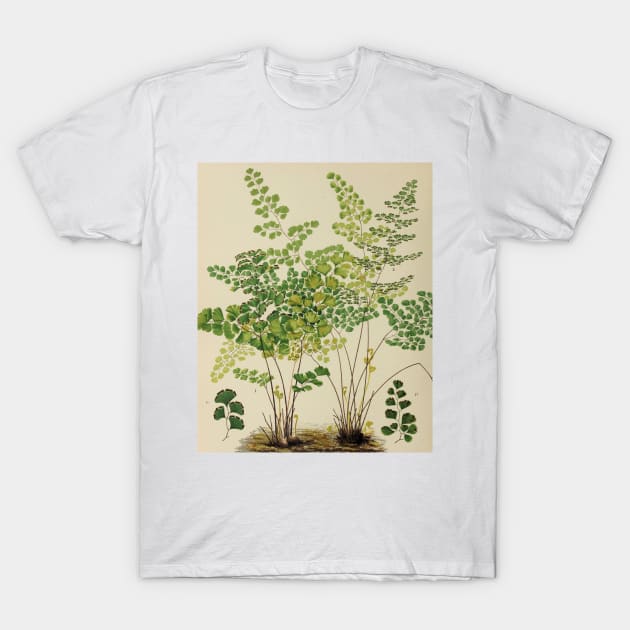 Maidenhair Ferns T-Shirt by bluespecsstudio